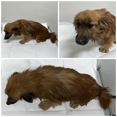 논산시 동물보호센터_444454202501070